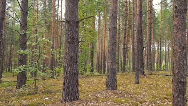 Радиолюбительские шутки прибаутки смотреть онлайн