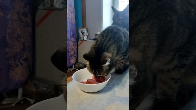 Наглость - второе счастье ?,а может даже и первое ! смотреть онлайн