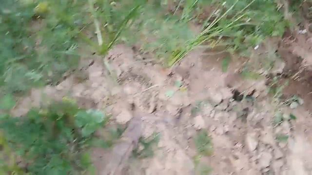 Пришло время поработать. Убираем морковь. смотреть онлайн