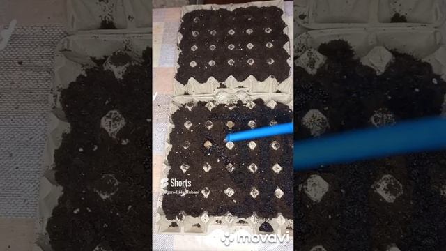 ПОСАДКА РЕДИСА ЗИМОЙ В ДОМЕ. ОГОРОД НА КУБАНИ. shorts# смотреть онлайн