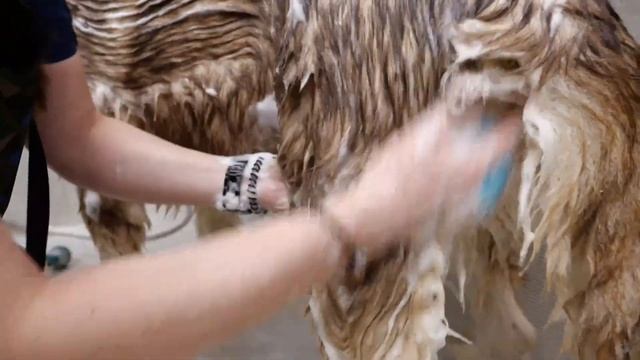 Маламут в линьке. Уход за шерстью косметикой IV SAN BERNARD смотреть онлайн