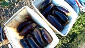 баклажан фабина ф1 урожай 2017      108шт  35кг