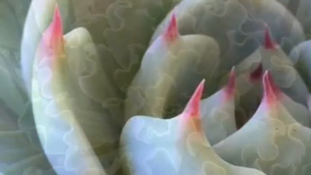 Echeveria Collection in my Succulents Garden смотреть онлайн