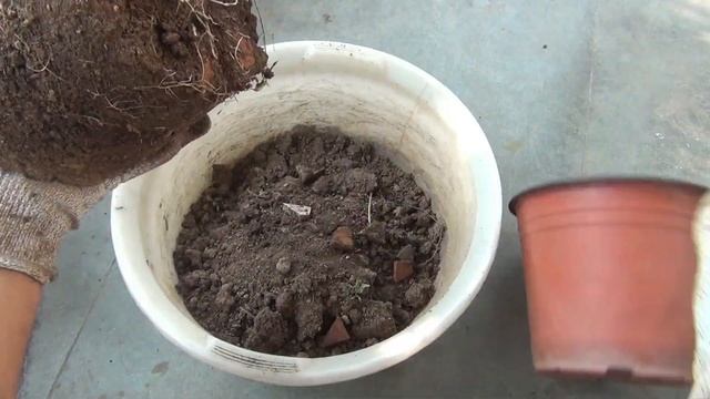 DO THESE To Treat Hibiscus Leaf CURL Disease Permanently смотреть онлайн