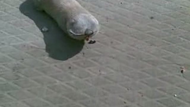 слепец слепыш.mp4 смотреть онлайн