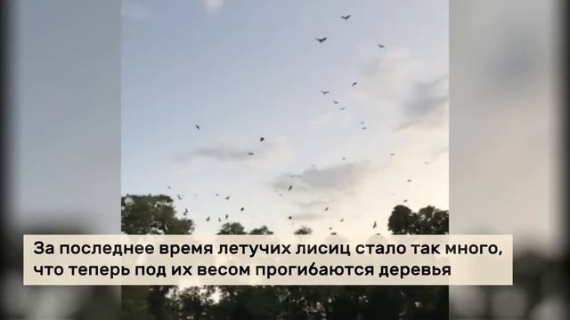 Австралийский город наводнили 200 тысяч летучих лисиц смотреть онлайн
