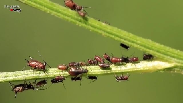 ТЛЯ НА УЧАСТКЕ ПРИШЛО ВРЕМЯ ОТ НЕЕ ИЗБАВИТЬСЯ НАВСЕГДА! смотреть онлайн