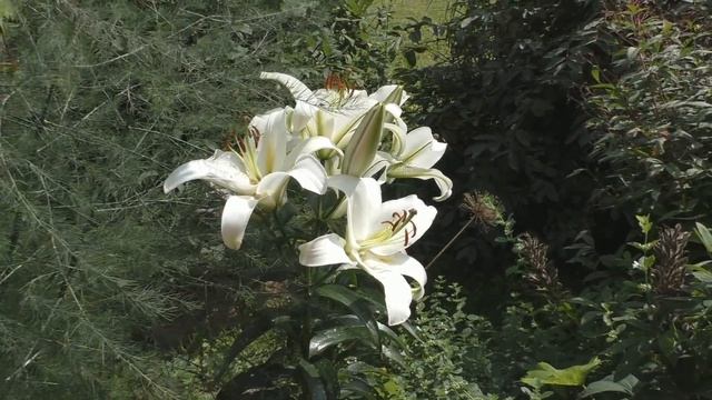 Лилия ОТ-гибрид. Сорт "Cocossa". смотреть онлайн