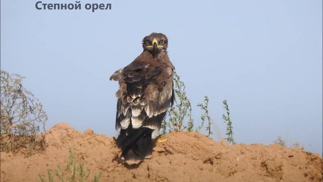 Калмыкия, заповедник Черные земли смотреть онлайн