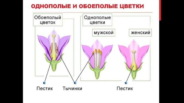 11. Цветок, его строение и значение. Биология. 6 класс - Пономарева. Краткий пересказ. смотреть онлайн