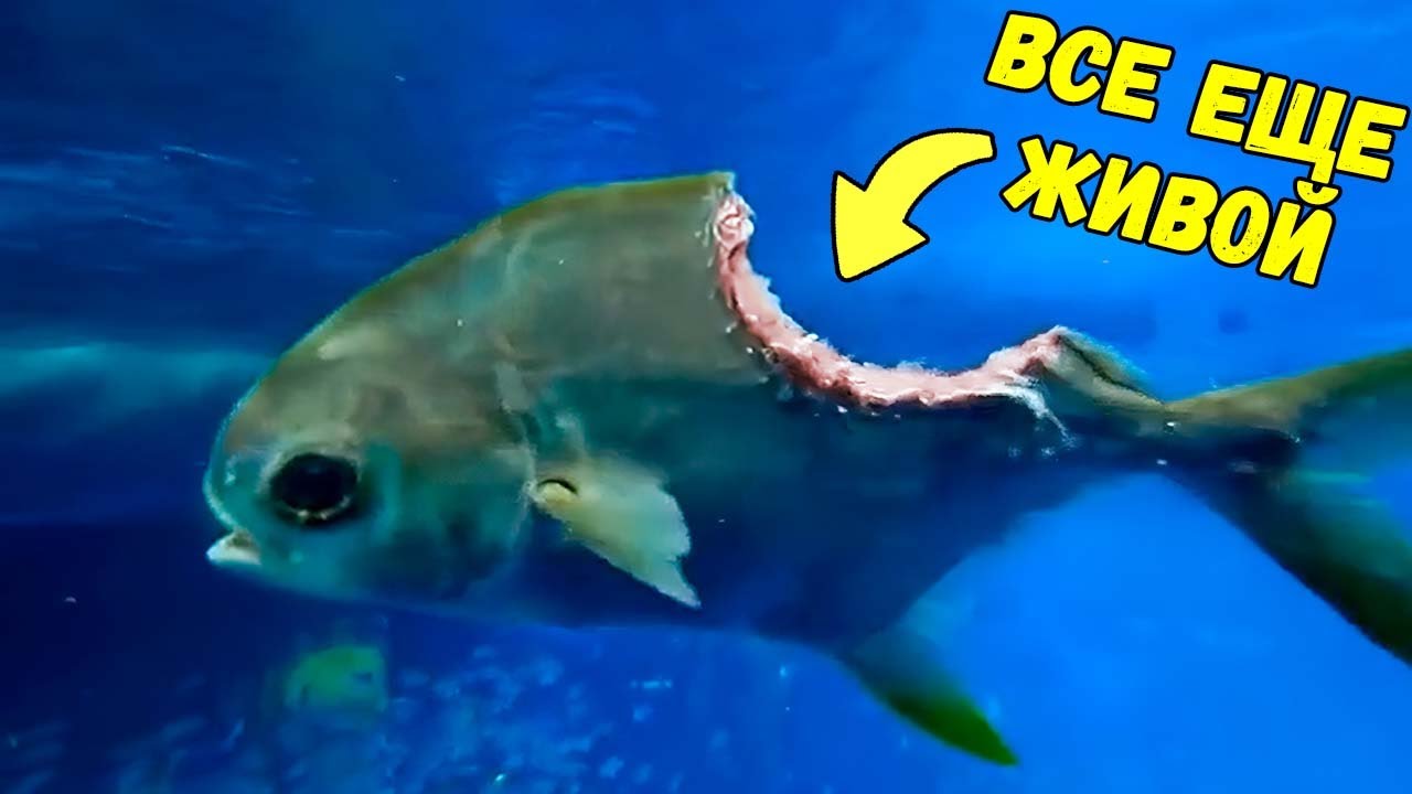 Невероятные Моменты, Снятые на Камеру смотреть онлайн