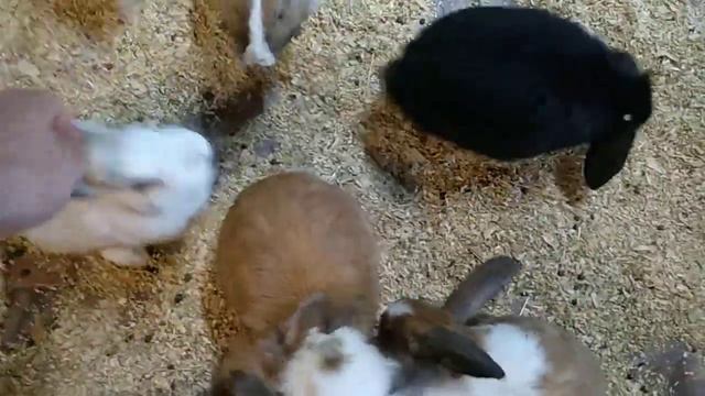 Зайцы. Кролики. смотреть онлайн