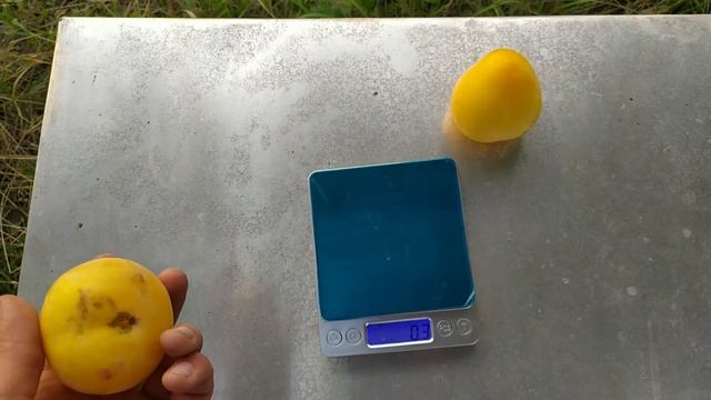 Слива То Че Сан смотреть онлайн