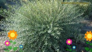 Ива пурпурная Нана. Краткий обзор, описание характеристик, где купить саженцы salix purpurea Nana