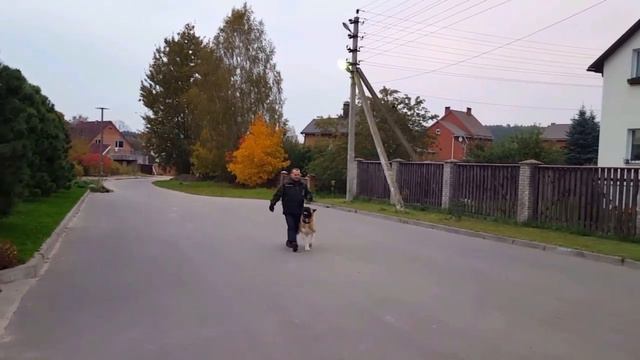 Подготовка к сдаче ВН . Американская Акита 12мес. Тренер и проводник Шапошников Ю.К. смотреть онлайн