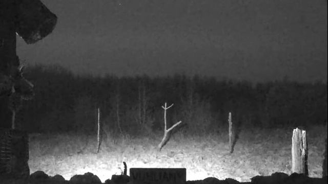 Кормушка для птиц в окрестностях Беловежской Пущи / Vuhliany Bird Feeder Camera - 2023 смотреть онлайн
