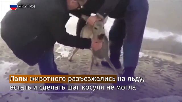 Двое мужчин спасли косулю на озере в Якутии смотреть онлайн