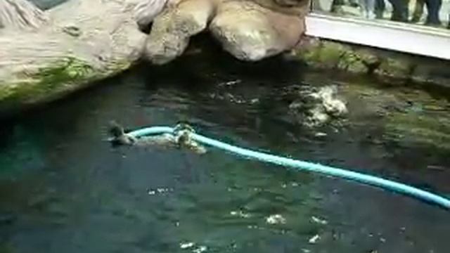 Каланы. Океанариум. Лиссабон. смотреть онлайн