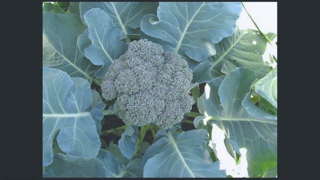 БРОККОЛИ ПРОТИВ РАКА