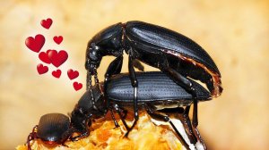 Размножение(спаривание) жуков зофобасов