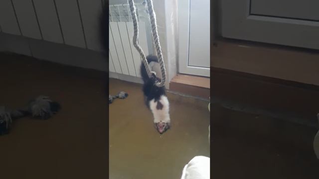 Маруся куница дома. смотреть онлайн