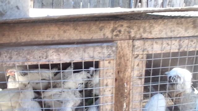 Адлерские серебристые