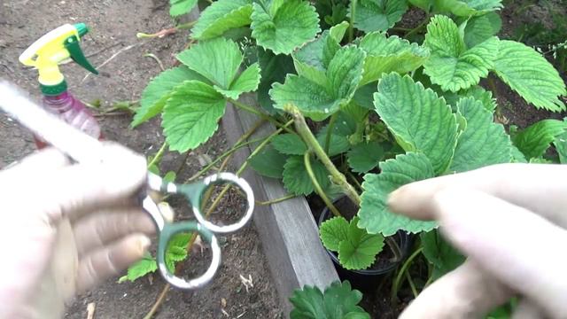 Некоторые хитрости при размножении.. смотреть онлайн