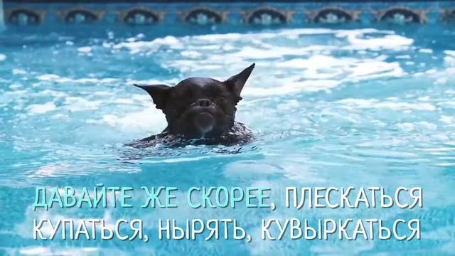 Собаки в аквапарке