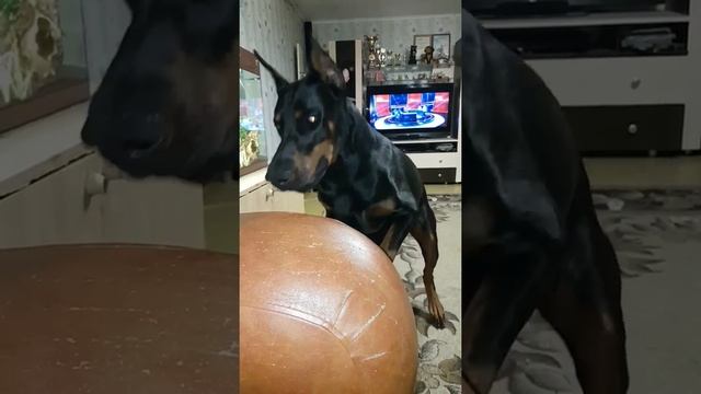 Доберман, маленький игрун смотреть онлайн