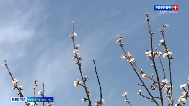 Пять старейших деревьев в Севастополе получили статус памятников природы смотреть онлайн