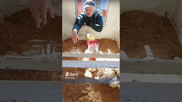 ОБРАБОТАЙ ЭТИМ ПОЛЫ В ЦЫПЛЯТНИКЕ! смотреть онлайн