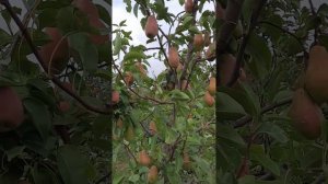 Груша Талгарская красавица.