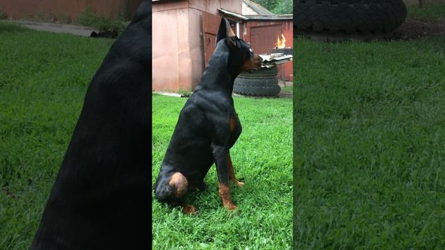 Я НОВЕНЬКИЙ