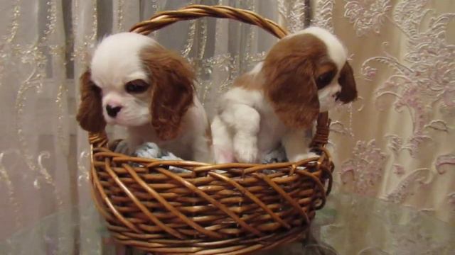 Продаются два мальчика породы Кавалер Кинг Чарльз Спаниель!