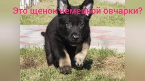 Тест|Насколько ты знаешь немецкую овчарку? Сможешь отличить от помеси?