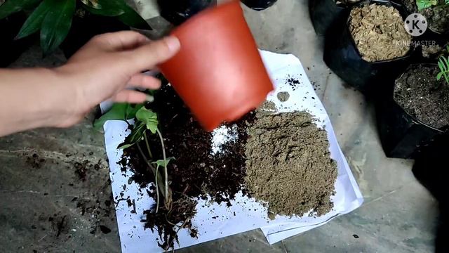 WHEN & WHY TO REPOT PLANTS || HOW TO REPOT OR TRANSPLANT SYNGONIUM PLANT OR ARROWHEAD PLANT EASILY. смотреть онлайн
