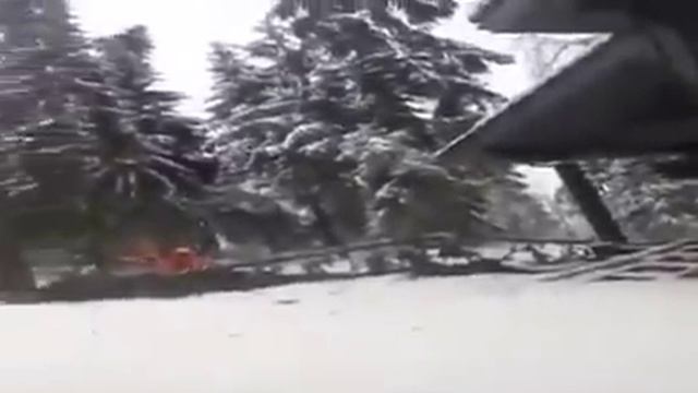 Как не стоит пилить деревья