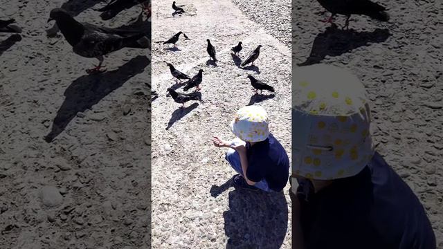 Hunting wild bird - boy catching pigeon with bare hands смотреть онлайн