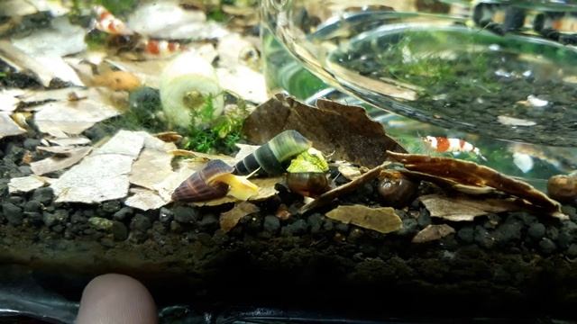 Тиломелании смотреть онлайн