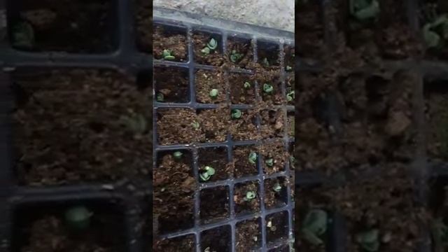 Crecimiento De Kalanchoe Laetivirens