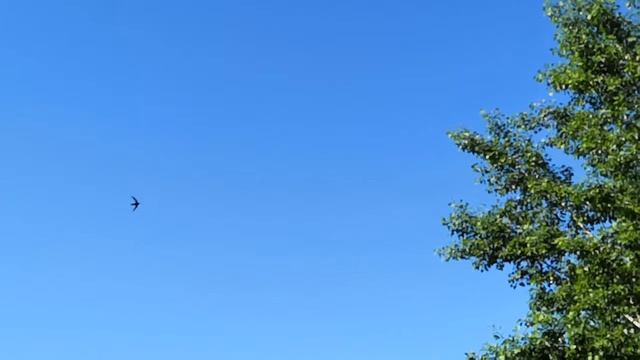 Полет стрижа смотреть онлайн