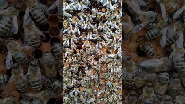 Характерное поведение пчёл на сотах, перед выходом роя. смотреть онлайн