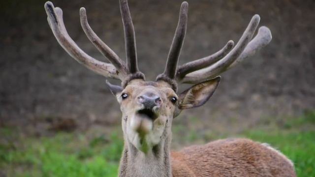 Deer antlers a 1 year cycle смотреть онлайн