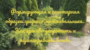 Формирующая и санитарная обрезка среднего можжевельника