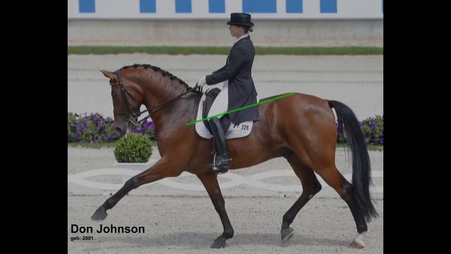 Dressage Competition Top Or Flop