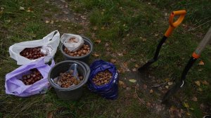 КАК ПРОСТО ПОСАДИТЬ ЛЕСОСАД ПРЯМЫМ ПОСЕВОМ?!