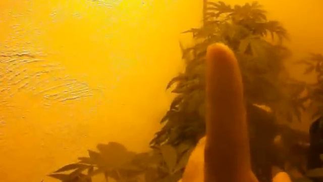 plants growroom led talk lumens part 1 смотреть онлайн