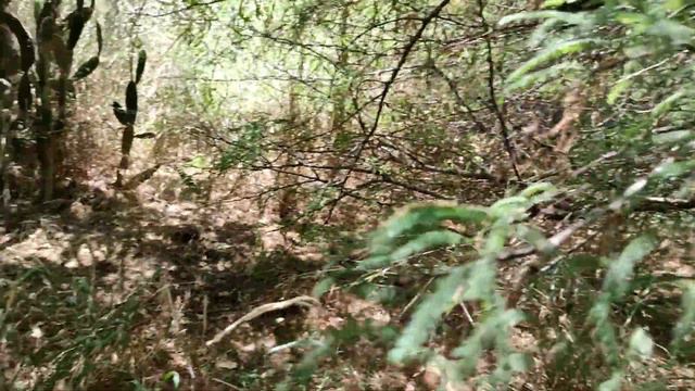 Сад кактусов. Тель-Авив смотреть онлайн