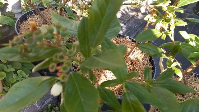 Рание сорта голубики: Река, Дюк, Спартан и Эрли Блю. Моя характеристика