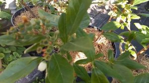 Рание сорта голубики: Река, Дюк, Спартан и Эрли Блю. Моя характеристика